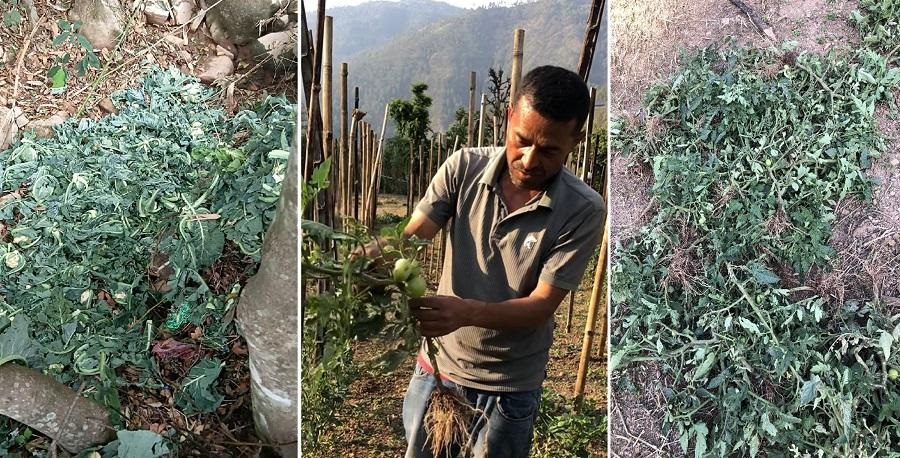 किसानको पसिना डुब्यो; कृषिको भविष्यमा चुनौती